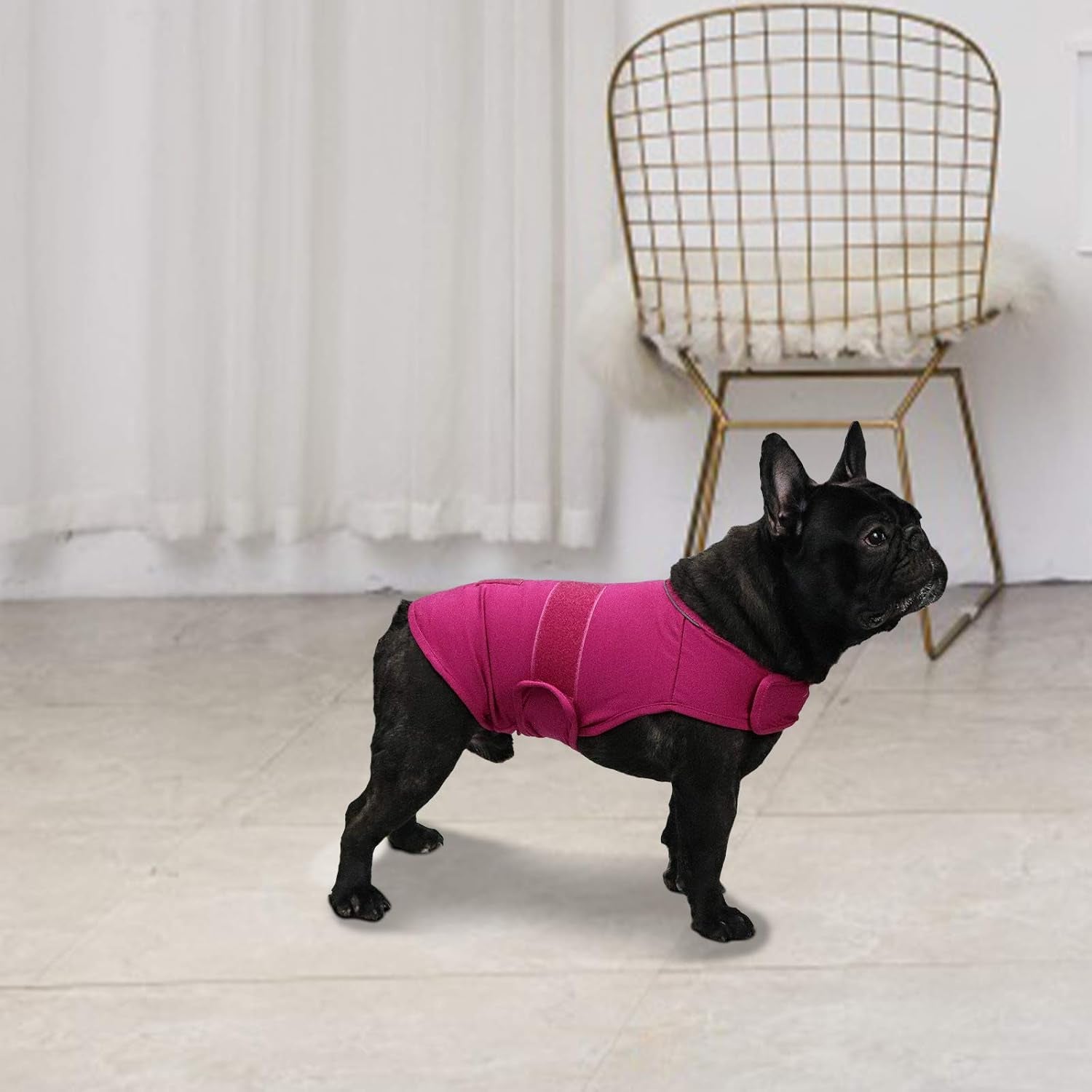 Dog wearing SnuggleWags calming anxiety wrap vest